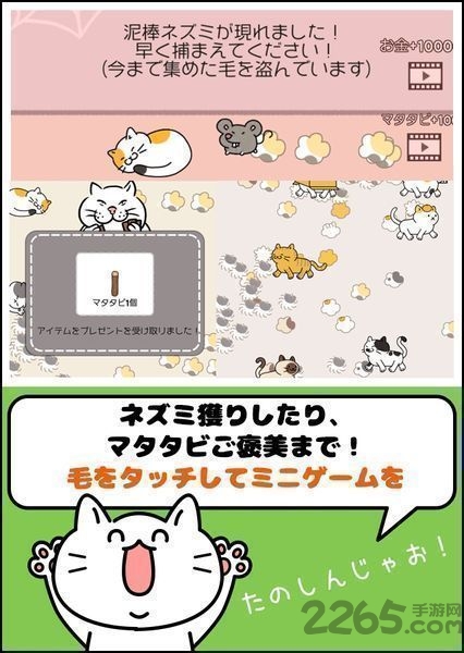 毛团猫太郎
